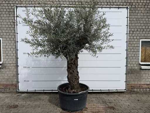 Olivenbaum-Bonsai XL – Olea Europaea – ca. 50 Jahre alt – Höhe ca. 280 cm
