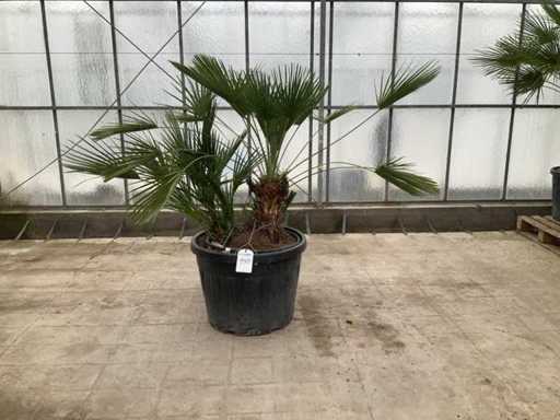 Wielopniowa palma (Chamaerops Humilis)