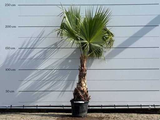 Meksykańska palma wachlarza - Washingtonia robusta - wysokość ok. 220 cm