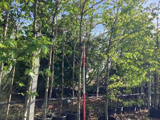 Süßer Kaugummi – Parkboom