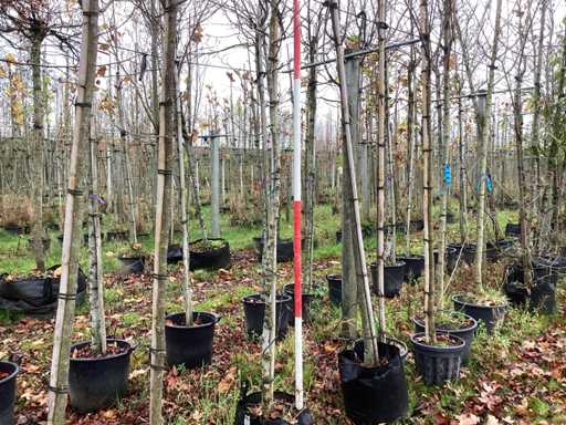 Magnolia pospolita – drzewo ozdobne