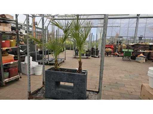 Separator de cameră exclusiv cu palmieri Chamaerops rezistenți - 160cm