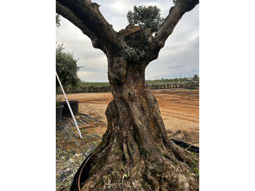  OLEA EUROPEA POM POM SECOLARE  