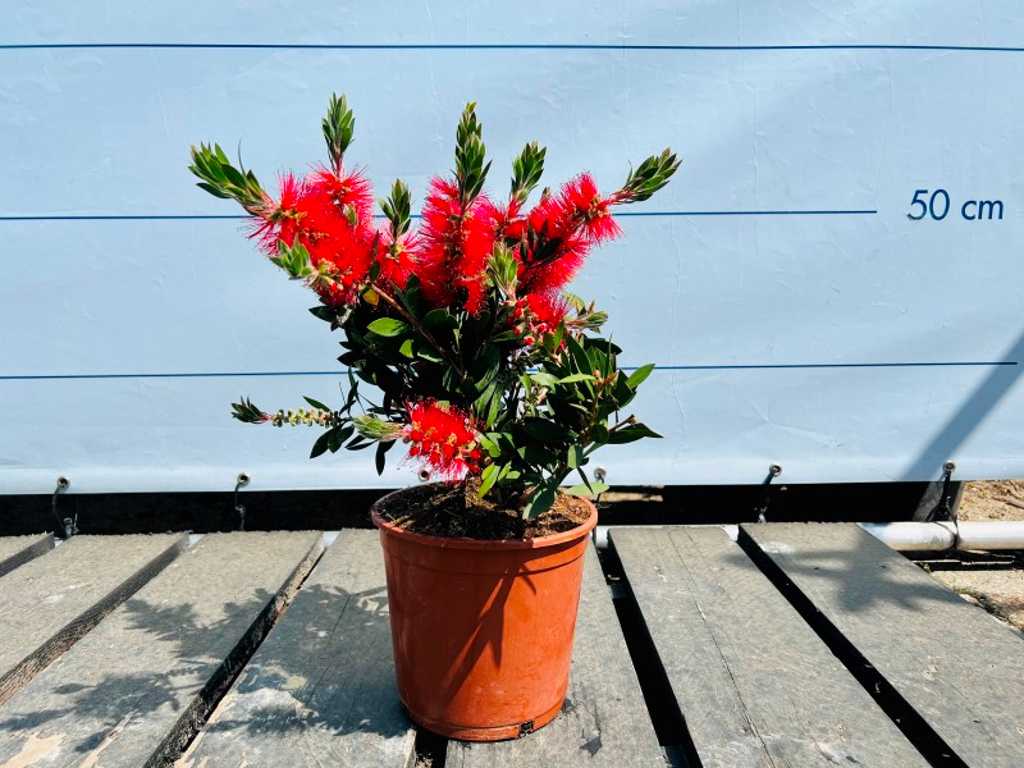 2 stuks callistemon struikvorm 60cm inclusief pot