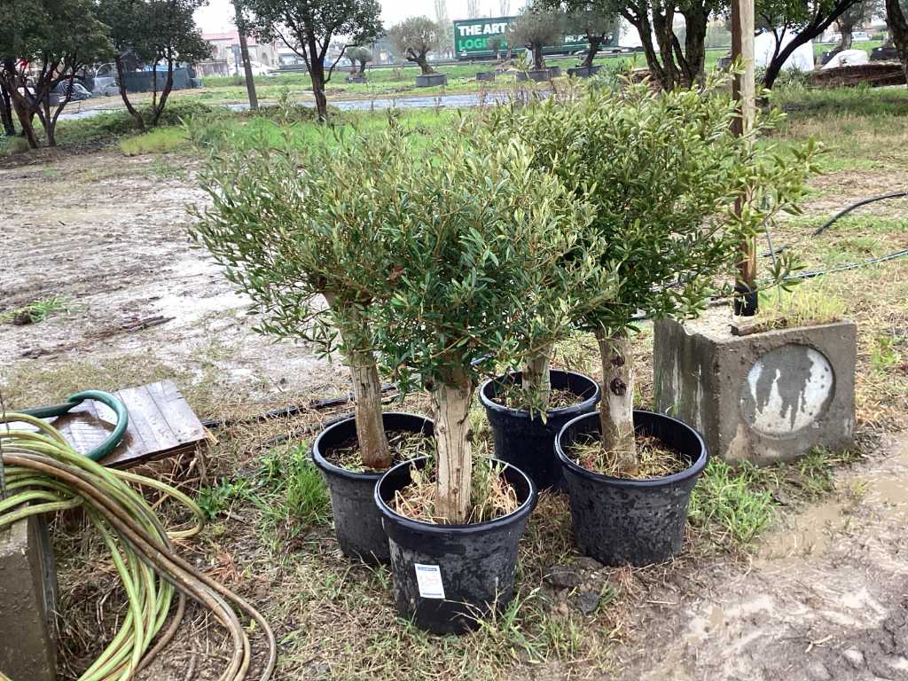 Olivenbäume (4x)