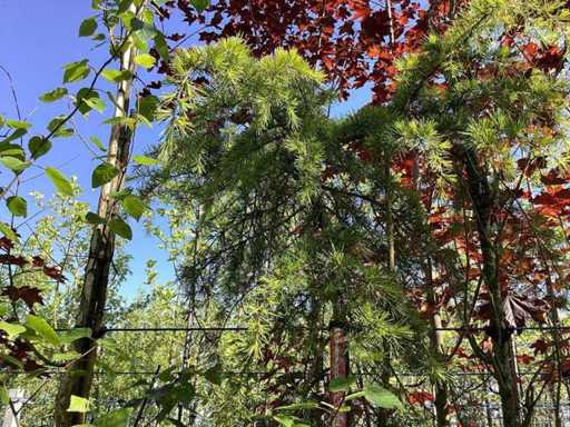 Larice europea - Albero sempreverde