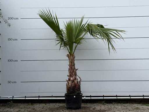 Palmier evantai mexican pe tulpină - Washingtonia Robusta - înălțime aprox. 200 cm