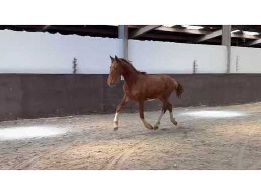 VID-20260424-WA0017.mp4