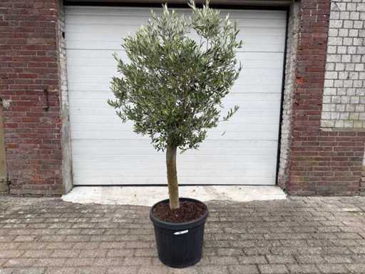 Olive tree Florida - Olea Europaea - Height approx. 170 cm 