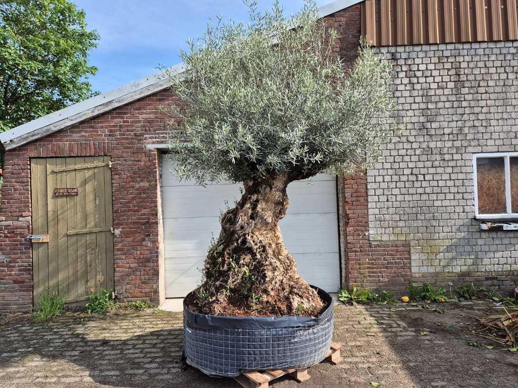 Olivenbaum Bonsai - Olea Europaea - 250 Jahre alt - Höhe ca. 400 cm