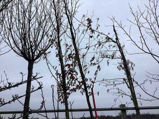 Carpenul - Arborele topiar