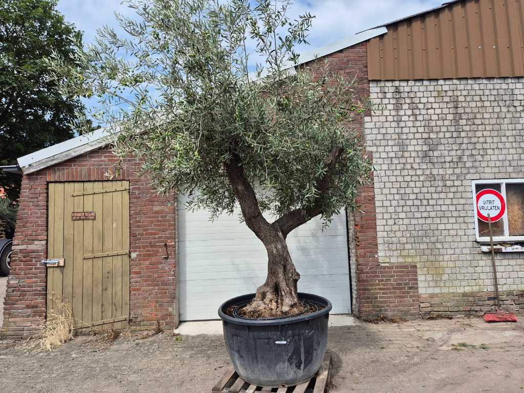 Rozgałęzione drzewo oliwne XL - Olea Europaea - 75 lat - wysokość ok. 350 cm
