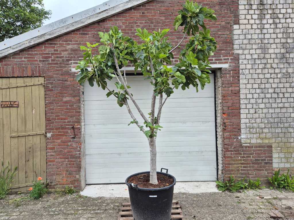 Drzewo figowe XL - Ficus Carica - Drzewo owocowe - wysokość ok. 200 cm