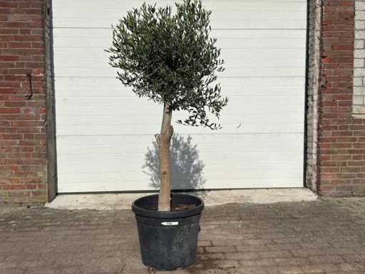 Olivo Florida - Olea europaea - circa 40 anni - altezza circa 170 cm