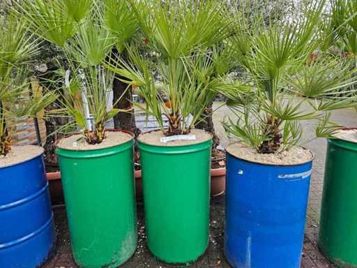 Imposante Chamaerops humilis Zwergpalme in dekorativer Stahl-Vase - 200 cm