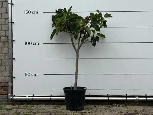 Figuier - Ficus Carica - hauteur environ 150 cm