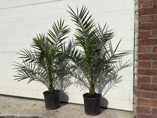 2x Canary date palm - Phoenix Canariensis - height approx. 90 cm