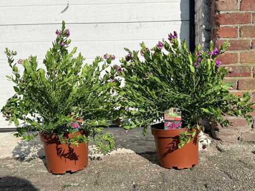 Flügelblütenstrauch – Frühlingsblüter – Polygala Myrtifolia – Höhe ca. 50 cm (2X)