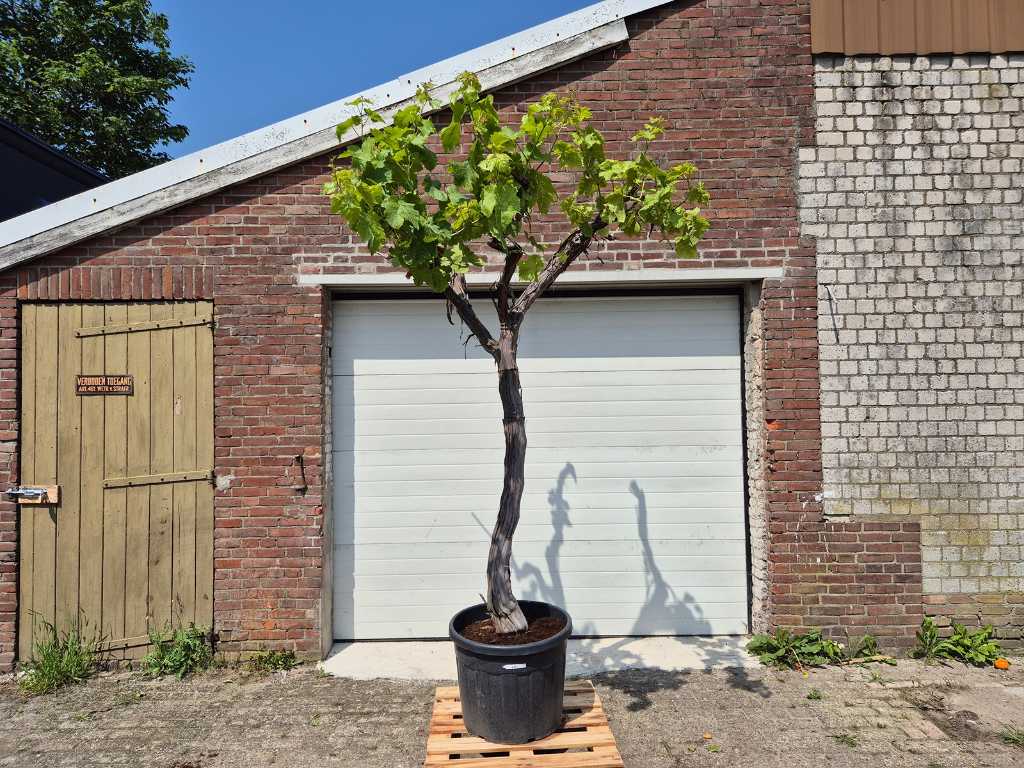 Weinbaum - Vitis Vinifera Media - Obstbaum - Höhe ca. 300 cm