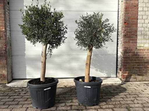 2x Olivenbaum Florida – Olea Europaea – Höhe ca. 170 cm