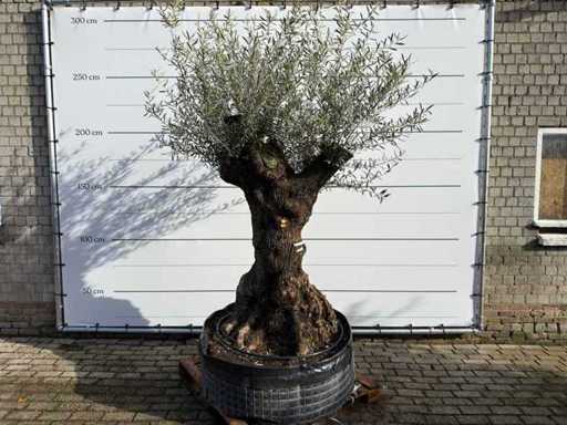 Olive tree bonsai XL - Olea Europaea - approx. 100 years old - height approx. 280 cm