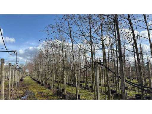 Hartbladige Els - Parkbomen (3x)