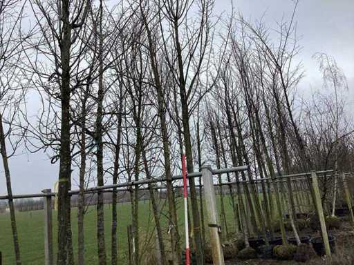 Amberboom - Vormboom