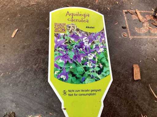 akelei(60)