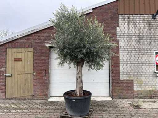 Olivenbaum glatter Stamm – Olea Europaea – ca. 50 Jahre alt – Höhe ca. 280 cm