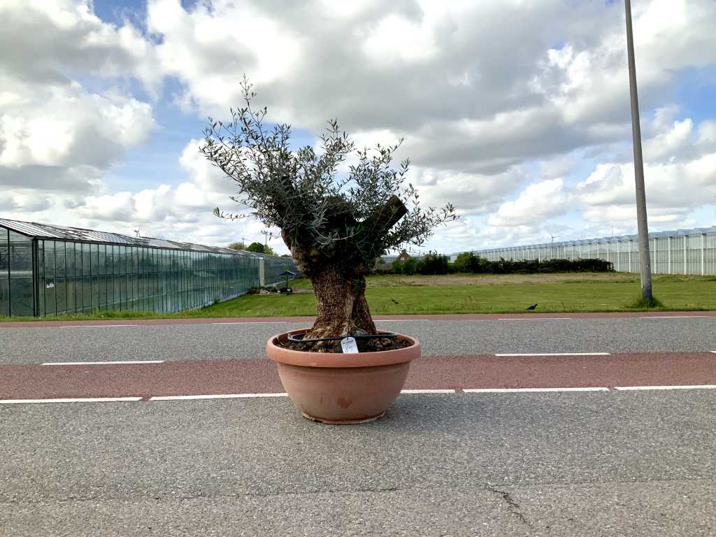 olivo in guscio bonsai (Olea Europaea Lessini)
