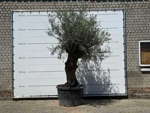 Bonsai de măslin - Olea Europaea - aprox. 80 de ani - înălțime aprox. 280 cm