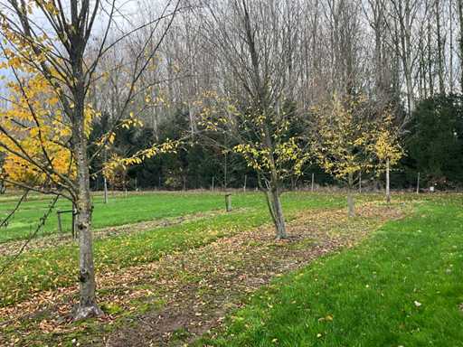 Carpinus betulus (14x)