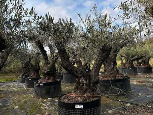 Centuries-old olive tree in basket