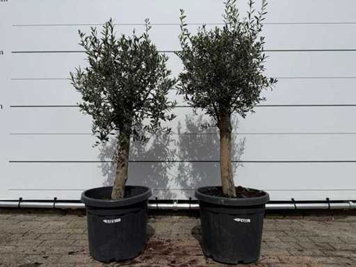 2x Olivenbaum Florida – Olea Europaea – Höhe ca. 170 cm