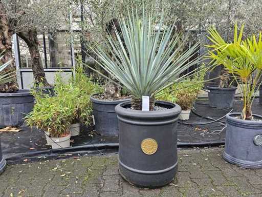 Exclusieve Yucca Rostrata in een Royal Garden Design plantenbak - winterhard tot -30°C