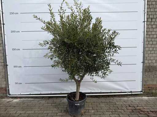 Ulivo Andalusia L - Olea Europaea - circa 50 anni - altezza circa 250 cm