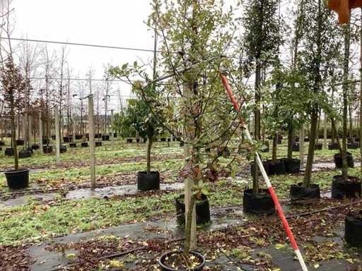 Ostrokrzew – drzewo wiecznie zielone