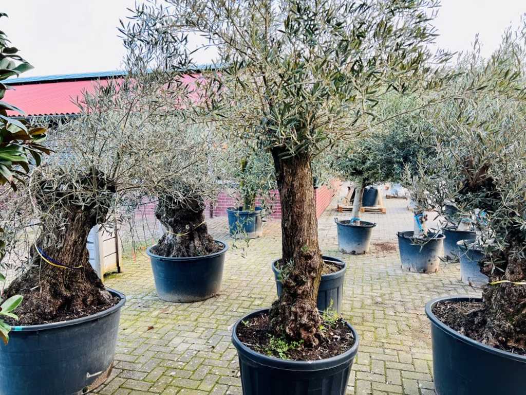 olive tree. trunk circumference 60 - 80 cm. 