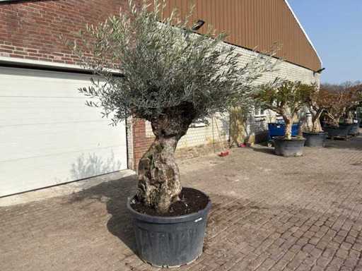 Bonsaï olivier - Olea Europea - 50 ans - Taille environ 250 cm
