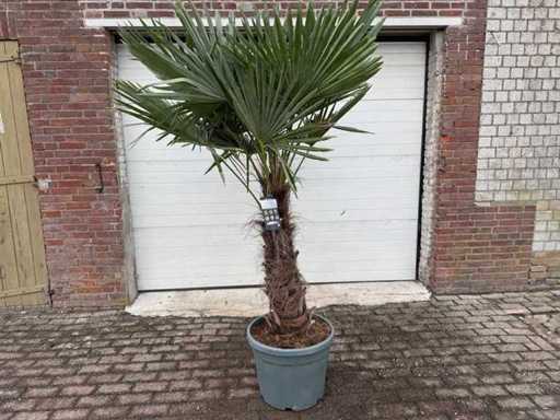 Palmier evantaică chinezesc XXL - Trachycarpus fortunei - Înălțime aprox. 230cm
