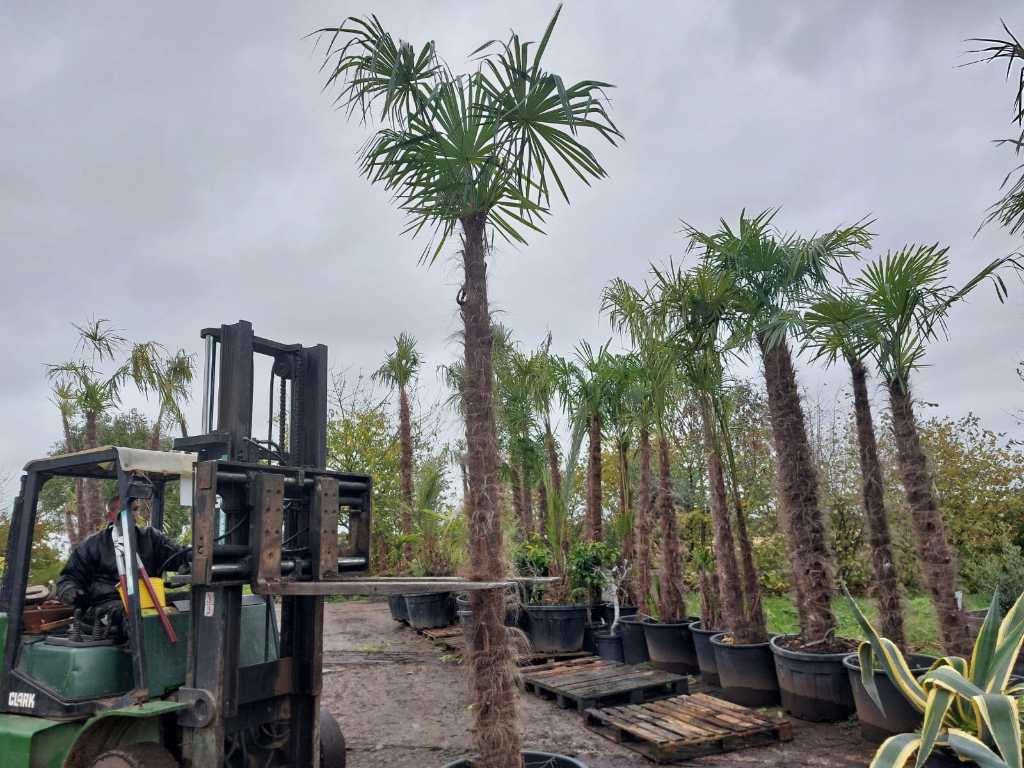 Hemp palm in pot (hardy)