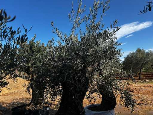 OLEA EUROPEA SECOLARE  