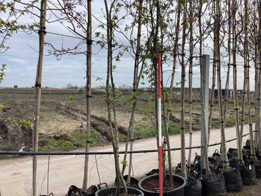 Mela selvatica - Alberi a più fusti (2x)