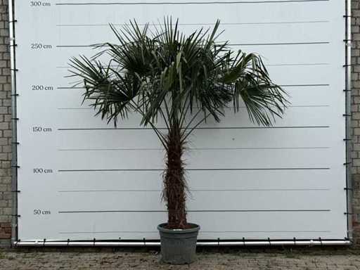 Chinese fan palm - trunk 80-100 cm - Trachycarpus Fortunei - height approx. 250 cm