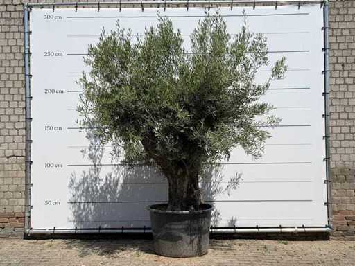 Olive Tree Old Trunk - Olea Europaea - approx. 75 years old - height approx. 280 cm