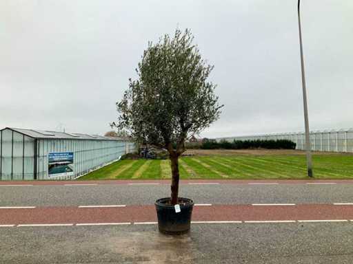 Drzewo oliwne (Olea europaea lessini)