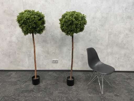 2x H150 in legno di bosso artificiale inutilizzato