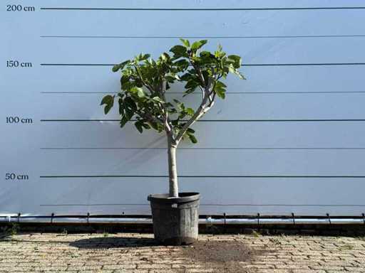Figuier bas - Ficus Carica - hauteur environ 150 cm
