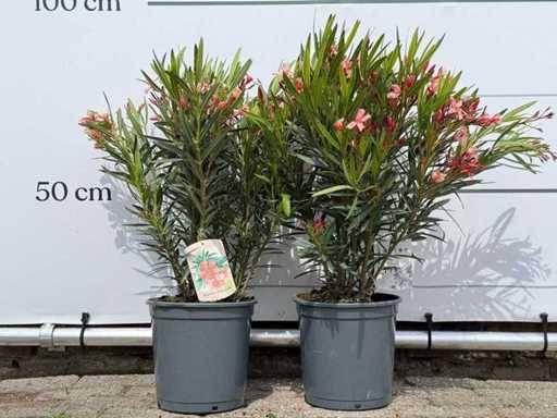 2x Oleander salmon - Nerium Oleander - height approx. 80 cm