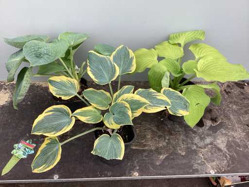 Vaste planten - Hosta (x20)